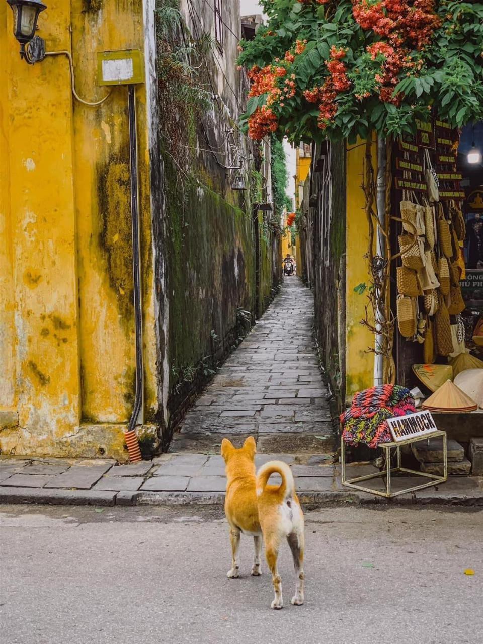 La Gai Homestay Hoi An Bagian luar foto